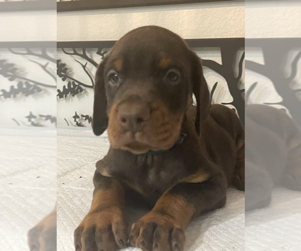 Medium Photo #11 Doberman Pinscher Puppy For Sale in COLORADO SPRINGS, CO, USA