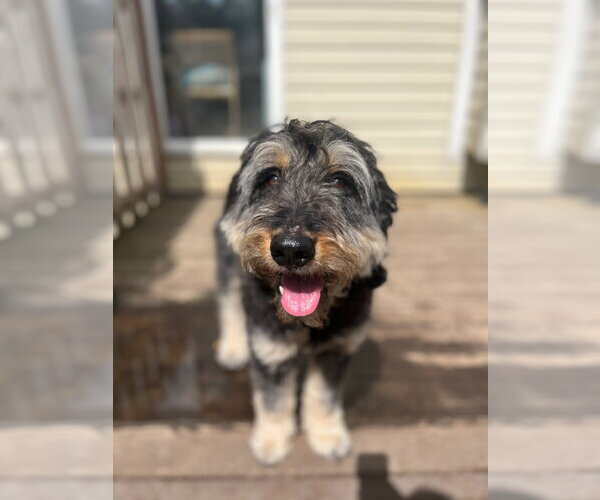Medium Photo #9 Rottle Puppy For Sale in Techny, IL, USA