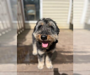 Odin - Male Rottle Dog for Adoption - Photo #8