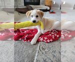 Small Photo #3 Labrador Retriever Puppy For Sale in Spring, TX, USA