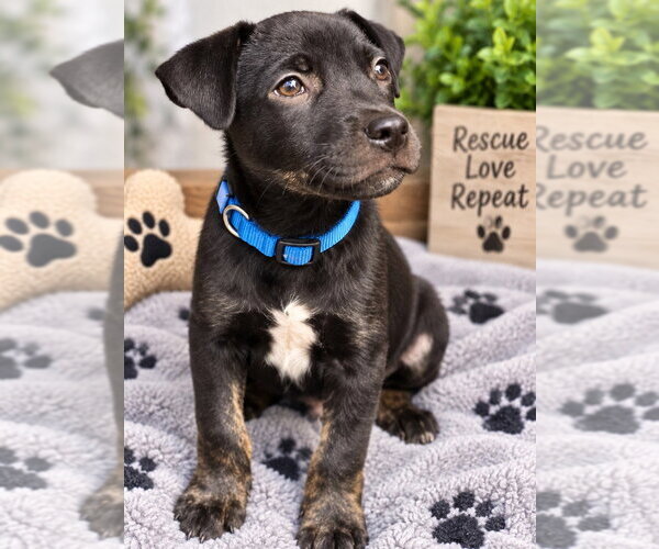 Medium Photo #2 Mutt Puppy For Sale in Claremore, OK, USA