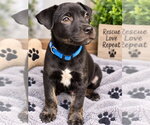Small Photo #2 Mutt Puppy For Sale in Claremore, OK, USA