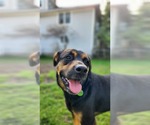 Small #2 Rottweiler Mix