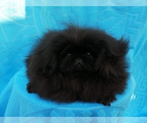 Pekingese Puppy for sale in HANOVER, PA, USA