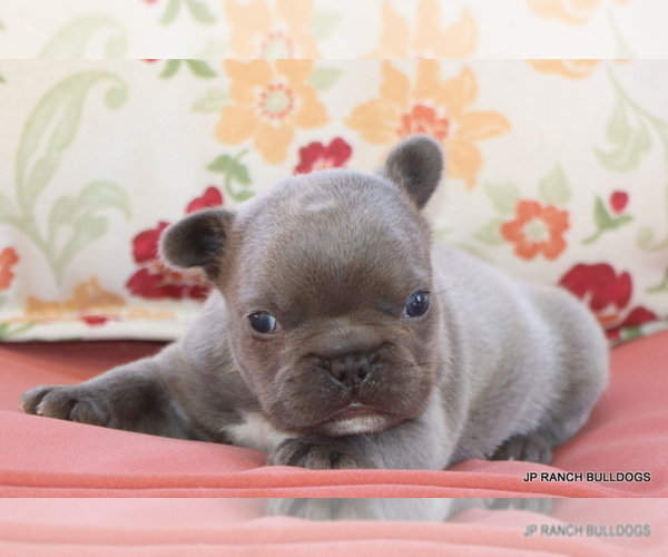 Medium Photo #13 French Bulldog Puppy For Sale in WINNSBORO, TX, USA