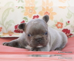 Small #12 French Bulldog