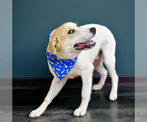 WYLIE - Male Great Pyrenees-Unknown Mix Dog for Adoption - Photo #3