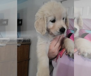 English Cream Golden Retriever Puppy for sale in TOLEDO, OH, USA
