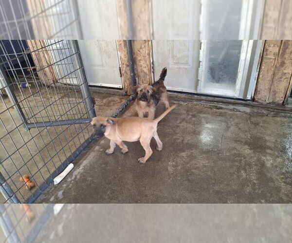 Medium Photo #2 Mutt Puppy For Sale in Sebec, ME, USA