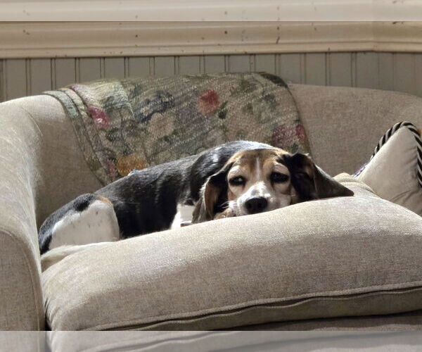 Medium Photo #4 Beagle Puppy For Sale in Las Vegas, NV, USA