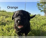 Puppy Orange Rottle