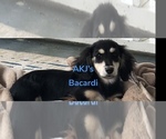 Small Photo #1 Dachshund Puppy For Sale in CHARLOTTESVILLE, VA, USA