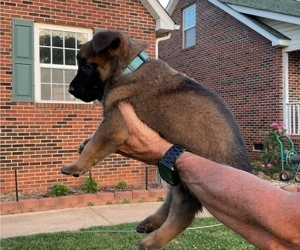 Medium Photo #4 Belgian Malinois Puppy For Sale in LINCOLNTON, NC, USA