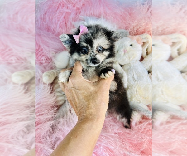 Medium Photo #4 Pomeranian Puppy For Sale in ORLANDO, FL, USA