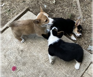 Pembroke Welsh Corgi Litter for sale in LONDON, KY, USA