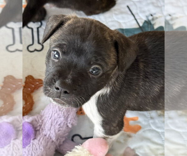 Medium Photo #2 French Bulldog Puppy For Sale in St. Louis Park, MN, USA