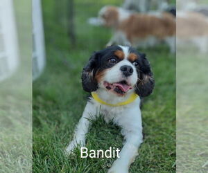 Cavalier King Charles Spaniel Dogs for adoption in Sioux Falls, SD, USA