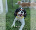 Small Cavalier King Charles Spaniel