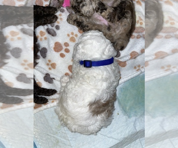Medium Photo #18 Poodle (Toy) Puppy For Sale in MURRIETA, CA, USA