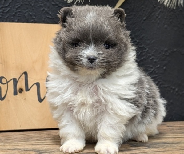 Medium Photo #4 Pomeranian Puppy For Sale in GOSHEN, IN, USA