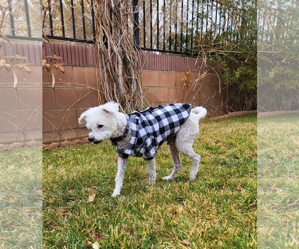 Medium Photo #1 Poodle (Miniature)-Unknown Mix Puppy For Sale in  Ramona, CA, USA