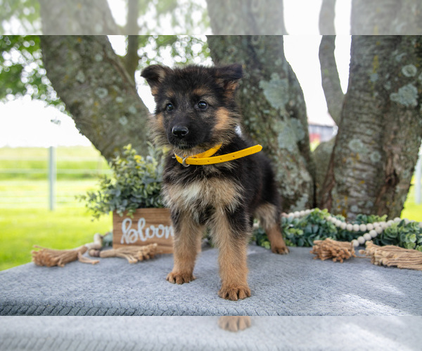 Medium Photo #4 German Shepherd Dog Puppy For Sale in SALEM, IN, USA
