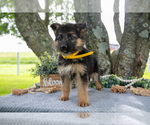 Small Photo #4 German Shepherd Dog Puppy For Sale in SALEM, IN, USA
