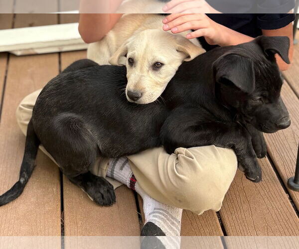 Medium Photo #4 Labrador Retriever-Unknown Mix Puppy For Sale in Aurora, CO, USA
