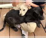 Small #3 Labrador Retriever Mix