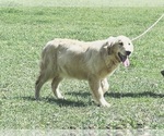 Small Photo #1 Golden Retriever Puppy For Sale in NEOLA, WV, USA