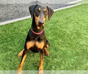 Doberman Pinscher-Unknown Mix Dogs for adoption in Moreno Valley, CA, USA
