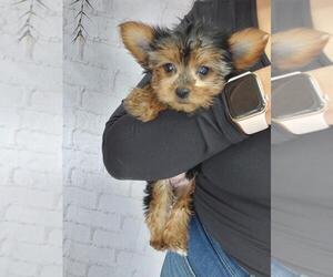 Yorkshire Terrier Puppy for sale in Toronto, Ontario, Canada