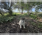 Small Photo #3 Siberian Husky Puppy For Sale in ALTON, IL, USA
