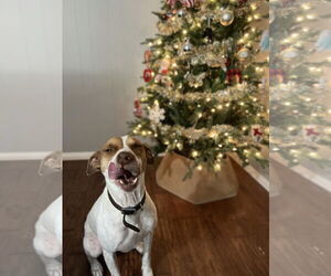 Pointer-Unknown Mix Dogs for adoption in Denton, TX, USA