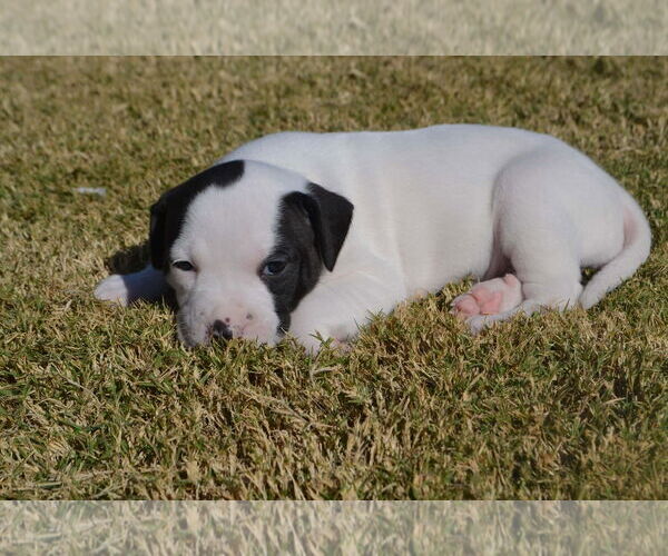 Medium Photo #2 American Staffordshire Terrier-Collie Mix Puppy For Sale in Dallas, TX, USA