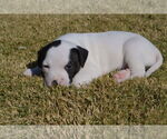 Small #1 American Staffordshire Terrier-Collie Mix