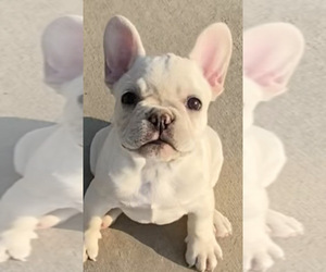 French Bulldog Puppy for sale in HUDSON, CO, USA
