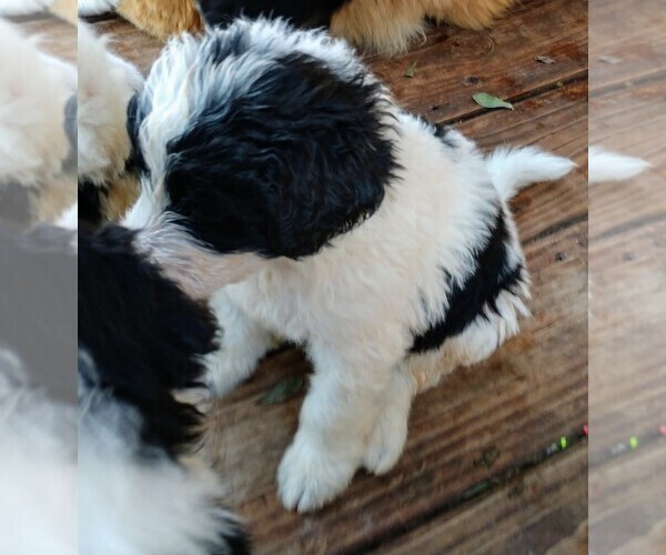 Medium Photo #11 Pyredoodle Puppy For Sale in MARION, TX, USA