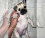 Small Photo #13 Pug Puppy For Sale in MINERAL RIDGE, OH, USA