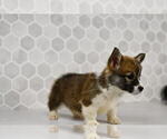 Small #55 Pembroke Welsh Corgi