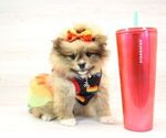 Small Photo #11 Pomeranian Puppy For Sale in LAS VEGAS, NV, USA