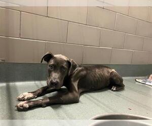 Medium American Pit Bull Terrier-Labrador Retriever Mix