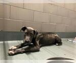 Small American Pit Bull Terrier-Labrador Retriever Mix