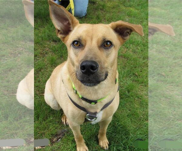 Medium Photo #2 Black Mouth Cur-Unknown Mix Puppy For Sale in Okolona, MS, USA