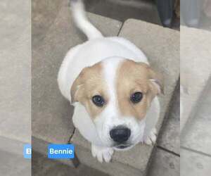 Labrenees Dogs for adoption in Alexander, AR, USA