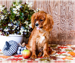 Small #5 Cavalier King Charles Spaniel