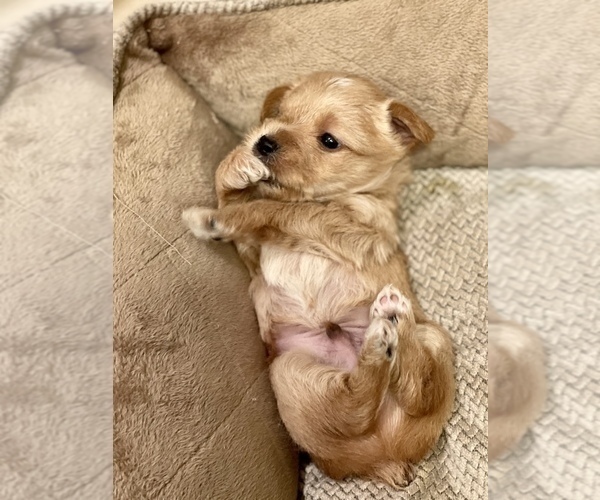 Medium Photo #4 Morkie Puppy For Sale in VALDOSTA, GA, USA