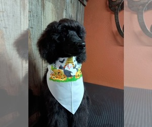 Poodle (Standard) Puppy for sale in MILES CITY, MT, USA