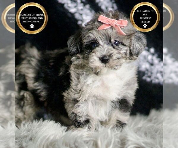 Medium Photo #97 Maltipoo Puppy For Sale in WARSAW, IN, USA