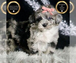 Medium Maltipoo
